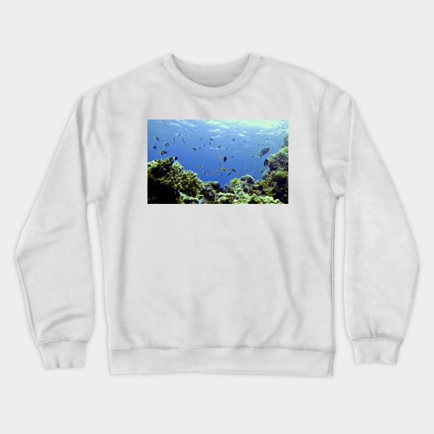 FINDING DORY IN THE WILD! Crewneck Sweatshirt by dumbodancer